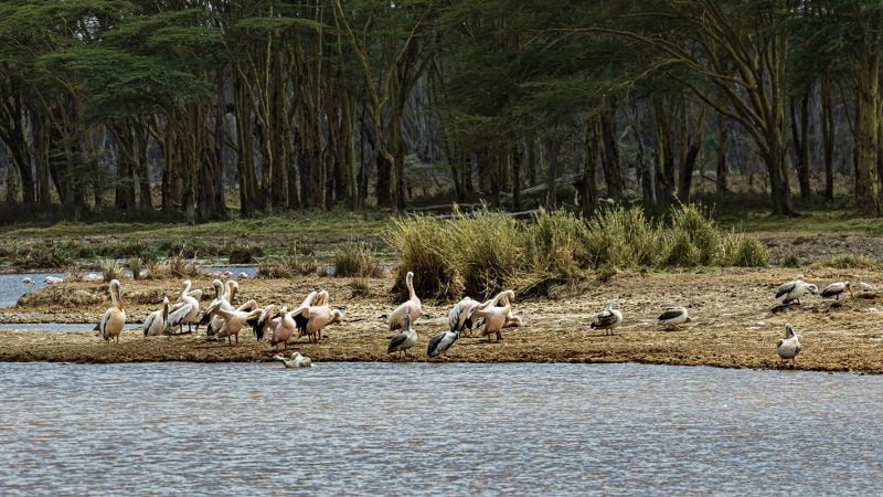 Lake Nakuru Kenya